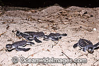 Green Sea Turtle (Chelonia mydas), hatchlings making way to the sea. Heron Island, Great Barrier Reef, Queensland, Australia. Found in tropical and warm temperate seas worldwide. Listed on the IUCN Red list as Endangered species.
