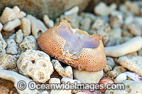Beach Rubble - comprising of broken coral, sea shells and a shore crab carapace. Great Barrier Reef, Queensland, Australia