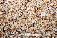 Beach Rubble - comprising of broken coral and sea shells. Great Barrier Reef, Queensland, Australia