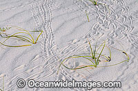 Tracks in beach sand made by Red Hermit Crab (Coenobita perlata). Cocos (Keeling) Islands, Indian Ocean, Australia