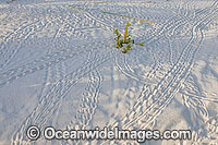 Tracks in beach sand made by Red Hermit Crab (Coenobita perlata). Cocos (Keeling) Islands, Indian Ocean, Australia