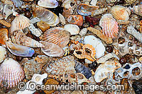 Mixed sea shells and coral rubble, washed ashore on a tropical island beach. Coochiemudlo Island, near Brisbane, Queensland, Australia