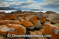 Lichen covered granite boulder coastline, showing Diamond Island. Bicheno, Tasmania, Australia.