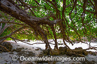 Over hanging tree at Lily Beach, Christmas Island, Indian Ocean, Australia.