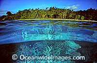 Half under and half over water picture of palm fringed tropical island beach and Acropora Coral reef. Fijian Islands