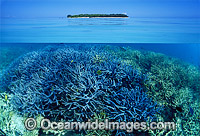 Half under and half over water picture of tropical island and Acropora Coral reef. Heron Island, Great Barrier Reef, Queensland, Australia