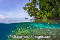 Coral reef surrounding a tropical island. Kimbe Bay, Papua New Guinea.