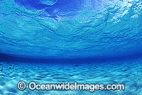 Underwater seascape - sandy sea floor and ocean surface. Coral Sea, Australia