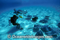 Underwater phtographer and stingrays