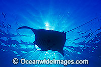 Manta ray silhouetted in sunrays