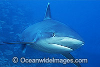Silvertip Shark (Carcharhinus albimarginatus). Great Barrier Reef, Queensland, Australia. Found throughout tropical Indo-Pacific.