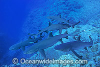 Whitetip reef sharks hovering for a feed