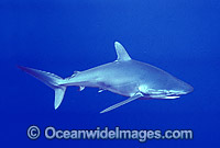 Silky Shark (Carcharhinus falciformis). Exmouth, Western Australia
