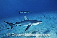 Galapagos Shark (Carcharhinus galapagensis). Found cosmopolitan in tropical and temperate seas throughout the world, but mostly in waters surrounding oceanic islands. Lord Howe Island, NSW, Australia