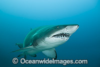 Grey Nurse Shark (Carcharias taurus). Known as Grey Nurse Shark (Australia), Sand Tiger Shark (USA) and Ragged-tooth Shark (South Africa). Photo taken at Solitary Islands, NSW, Australia. Classified as Vulnerable on IUCN Red List. Protected in Australia.