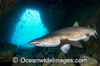 Grey Nurse Shark (Carcharias taurus). Also known as Sand Tiger Shark in USA and Ragged-tooth Shark in South Africa. Photo taken at Fish Rock, South West Rocks, NSW, Australia. Vulnerable on IUCN Red List of Threatened Species.
