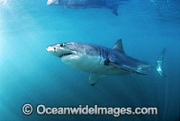 Great White Shark (Carcharodon carcharias) underwater. Also known as White Pointer and White Death. Gansbaai, South Africa. Listed as Vulnerable Species on the IUCN Red List.