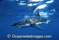 Great White Shark (Carcharodon carcharias) underwater. Also known as White Pointer and White Death. Neptune Islands, South Australia. Listed as Vulnerable Species on the IUCN Red List.