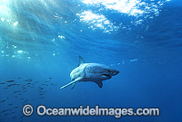 Great White Shark (Carcharodon carcharias) underwater. Also known as White Pointer and White Death. Neptune Islands, South Australia. Listed as Vulnerable Species on the IUCN Red List.