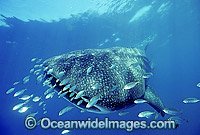 Whale Shark (Rhincodon typus) with schooling Trevally around head and mouth. Ningaloo Reef Western Australia. Classified Vulnerable on the IUCN Red List.