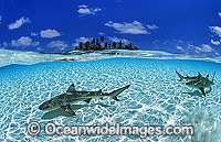 Blacktip Reef Shark (Carcharhinus melanopterus). Also known as Blacktip Shark and Guliman. Found in tropical waters throughout the Indo-West and Central Pacific. Photo taken at Cocos (Keeling) Islands, situated off Western Australia, Australia