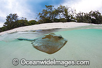Cowtail Stingray (Pastinachus sephen), resting in the shallows close to shore. Also known as Fantail Ray, Feathertail Stingray, Banana-tail Ray. Found throughout the Indo-Pacific. Photo taken at Heron Island, Great Barrier Reef, Australia.