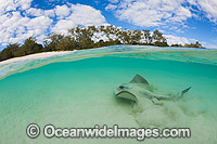 Cowtail Stingray (Pastinachus sephen), emerging from a sandy bottom. Also known as Fantail Ray, Feathertail Stingray and Banana-tail Ray. Found throughout the Indo-Pacific. Photo taken at Heron Island, Great Barrier Reef, Australia.