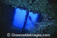 Scuba Diver observing black coral, attached to the SS Yongala shipwreck. Situated off Cape Bowling Green, near Townsville, Queensland, Australia.