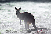 Eastern Grey Kangaroo (Macropus giganteus) - in early morning mist. Found in forests, woodlands and shrublands throughout eastern Australia. Photo taken Warrumbungle National Park, New South Wales, Australia