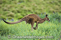 Eastern Grey Kangaroo (Macropus giganteus), male hopping though a flowering field. Warrumbungle National Park, New South Wales, Australia.