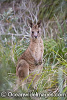 Eastern Grey Kangaroo (Macropus giganteus). Look At Me Now Headland, New South Wales, Australia.