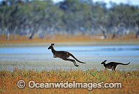 Western Grey Kangaroo (Macropus fuliginosus) - hopping. Lake Menindee, New South Wales, Australia