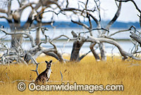 Western Grey Kangaroo (Macropus fuliginosus). Lake Menindee, New South Wales, Australia