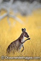 Western Grey Kangaroo (Macropus fuliginosus) eating grass. Kinchega National Park, New South Wales, Australia