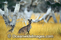 Western Grey Kangaroo (Macropus fuliginosus). Kinchega National Park, New South Wales, Australia