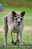 Western Grey Kangaroo (Macropus fuliginosus). Found across the southern part of Australia, from coastal South Australia to western Victoria, and through the Murray-Darling Basin in New South Wales and Queensland, Australia.