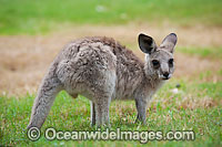 Western Grey Kangaroo (Macropus fuliginosus), joey. Found across the southern part of Australia, from coastal South Australia to western Victoria, and through the Murray-Darling Basin in New South Wales and Queensland, Australia.