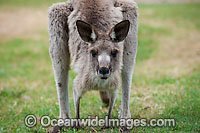 Western Grey Kangaroo (Macropus fuliginosus). Found across the southern part of Australia, from coastal South Australia to western Victoria, and through the Murray-Darling Basin in New South Wales and Queensland, Australia.