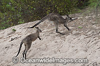 Western Grey Kangaroo (Macropus fuliginosus) hopping. Found across the southern part of Australia, from coastal South Australia to western Victoria, and through the Murray-Darling Basin in New South Wales and Queensland, Australia.