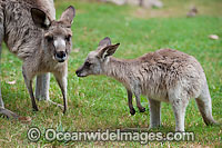 Western Grey Kangaroo (Macropus fuliginosus), mother with joey. Found across the southern part of Australia, from coastal South Australia to western Victoria, and through the Murray-Darling Basin in New South Wales and Queensland, Australia.