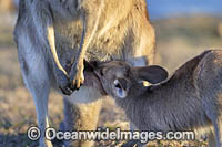 Eastern Grey Kangaroo (Macropus giganteus), joey drinking milk from inside the mothers pouch. Moonee Beach Nature Reserve. Near Coffs Harbour, New South Wales, Australia.