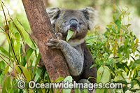 Koala (Phascolarctos cinereus), eating gum leaves. Victoria, Australia.