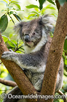Koala (Phascolarctos cinereus), resting in a tree. Victoria, Australia.