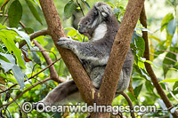 Koala (Phascolarctos cinereus), resting in a tree. Victoria, Australia.