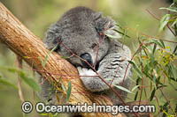 Koala (Phascolarctos cinereus), resting in a eucalypt gum tree. Victoria, Australia.