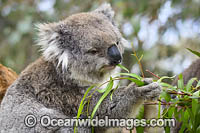 Koala (Phascolarctos cinereus), eating eucalypt gum tree leaves. Australia