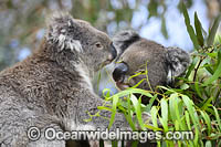 Koala (Phascolarctos cinereus), eating eucalypt gum tree leaves. Australia