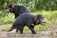 Tasmanian Devil (Sarcophilus harrisii), a carnivorous marsupial of the family Dasyuridae, now found in the wild only on the Australian island state of Tasmania. Classified Endangered on the IUCN Red List of Threatened Species.