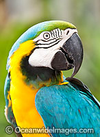 Blue-and-yellow Macaw (Ara ararauna). Also known as Blue-and-gold Macaw. Found in rainforests and woodlands of tropical South America, extending into Central America.