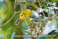 Eastern Yellow Robin (Eopsaltria australis) - parent bird in nest with accompanying partner. Lamington Plateau, South-eastern Queensland. Found in a wide range of habitat from dry woodlands to rainforest of Eastern and South-east Australia.